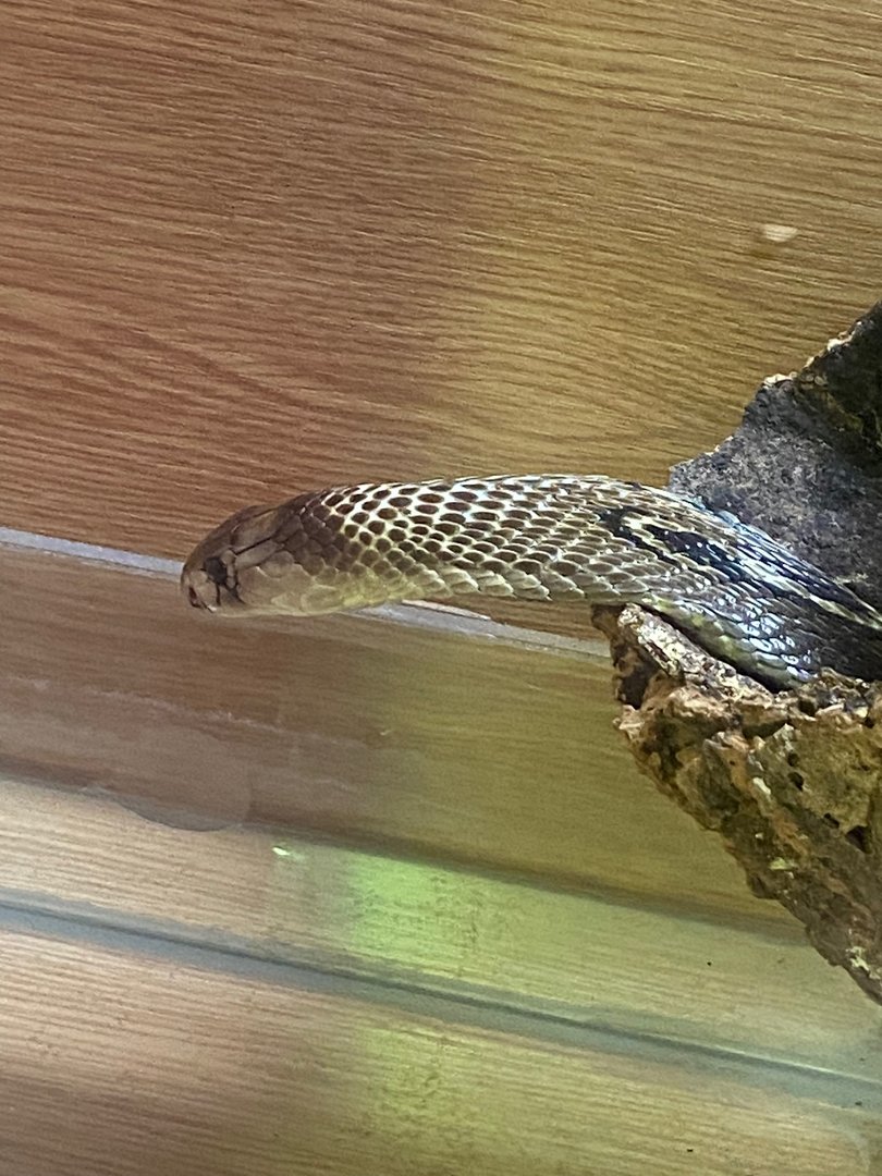 Spectacled cobra (Crocs R Us, Bristol) 040923
