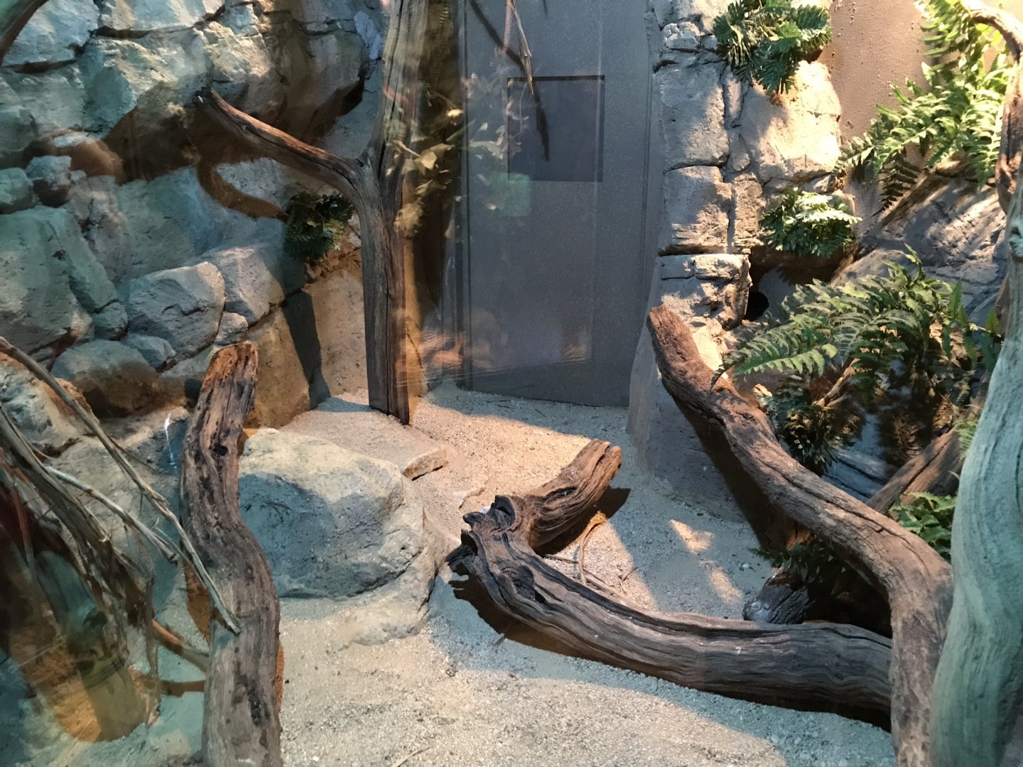 Spectacled cobra exhibit 250318