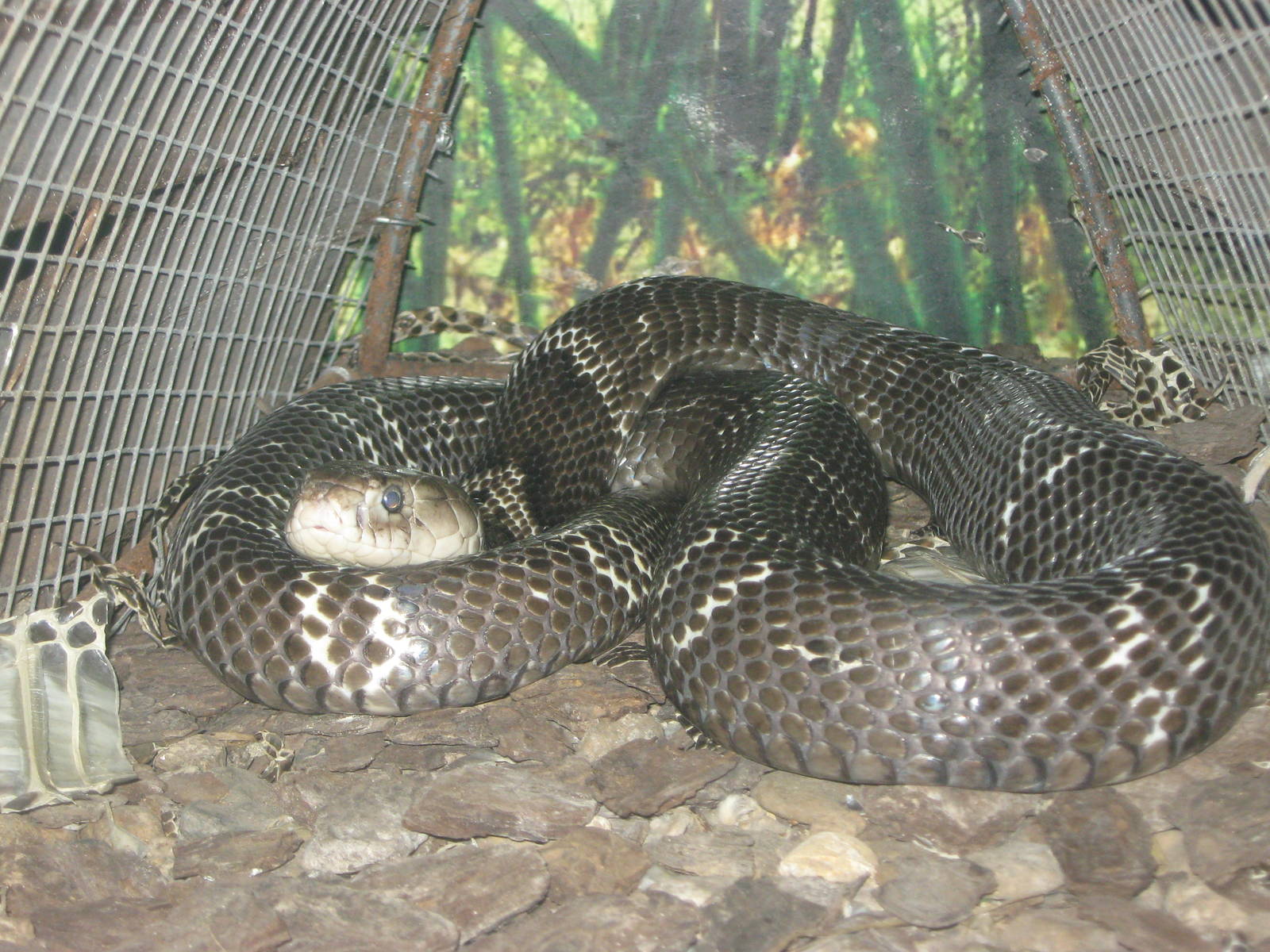spectacled cobra (Naja naja)