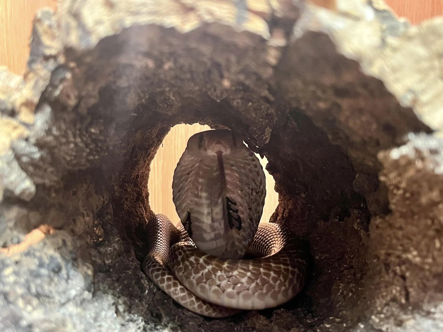 Spectacled Cobra (Naja naja)