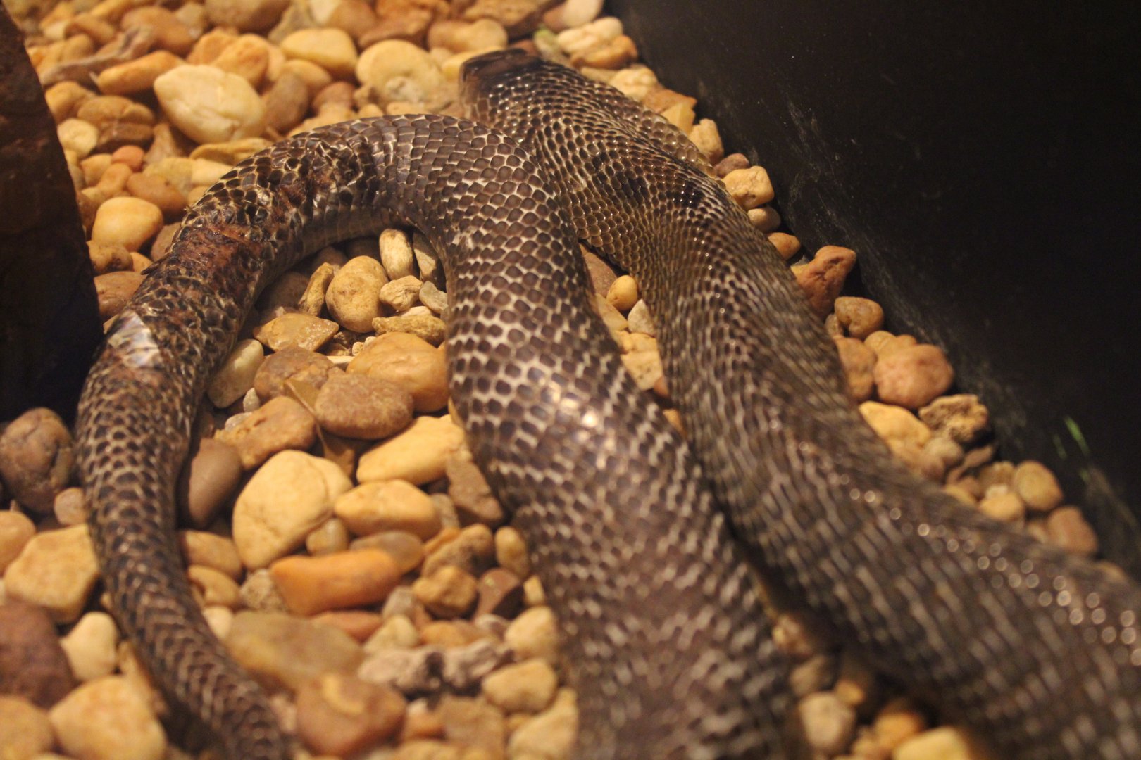 Spectacled Cobra (Naja naja)