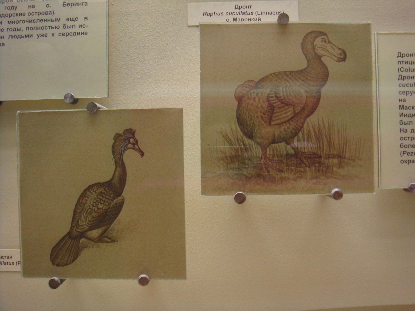 Spectacled cormorant and Dodo reconstructions