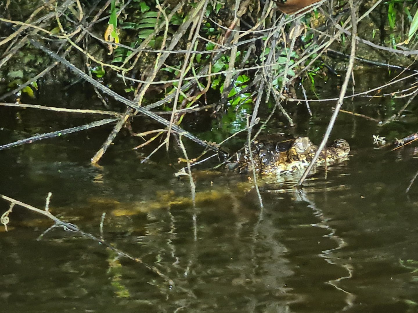 Spectacled, Cuvier's dwarf, of Schneider's dwarf caiman?