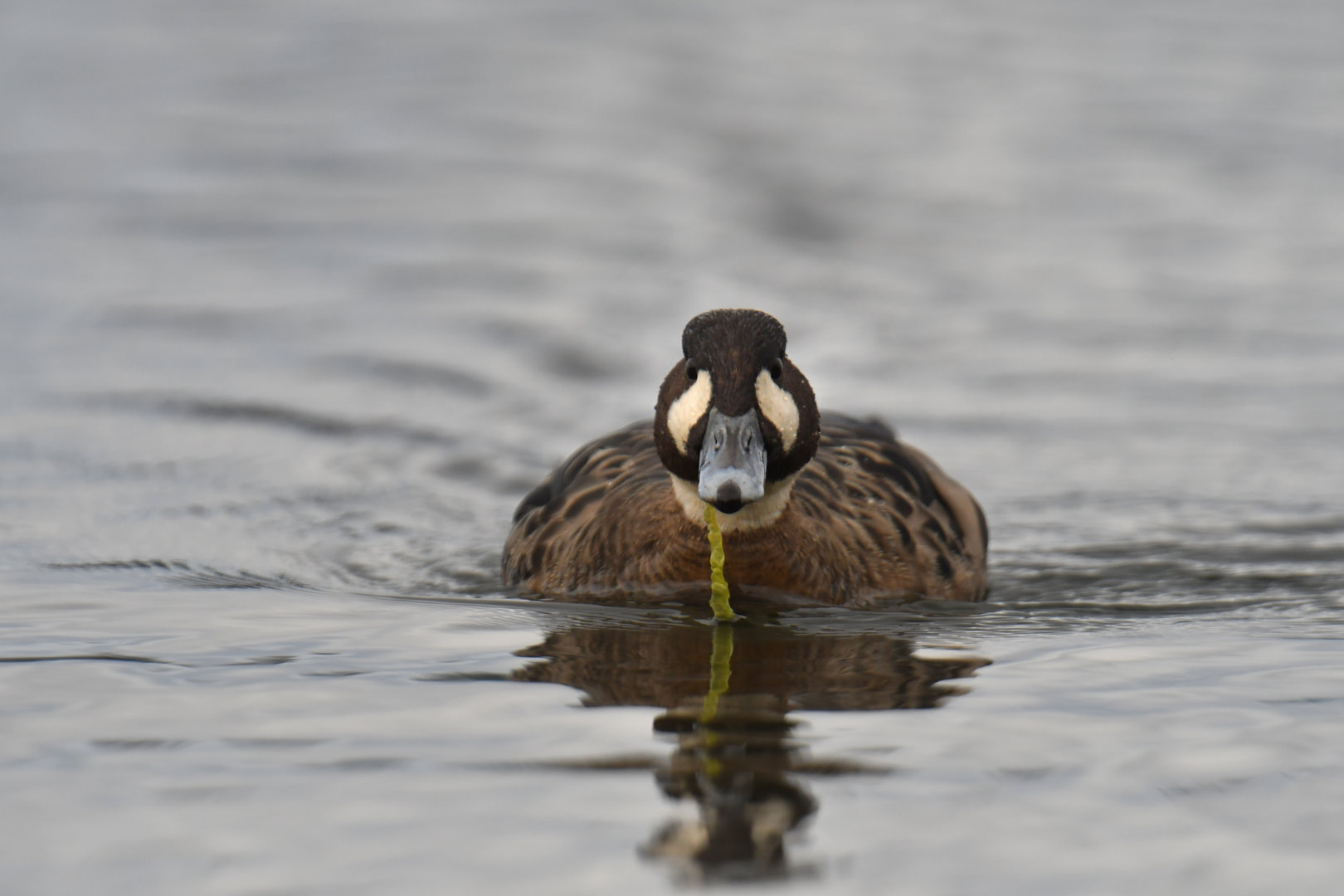 Spectacled Duck Speculanas specularis