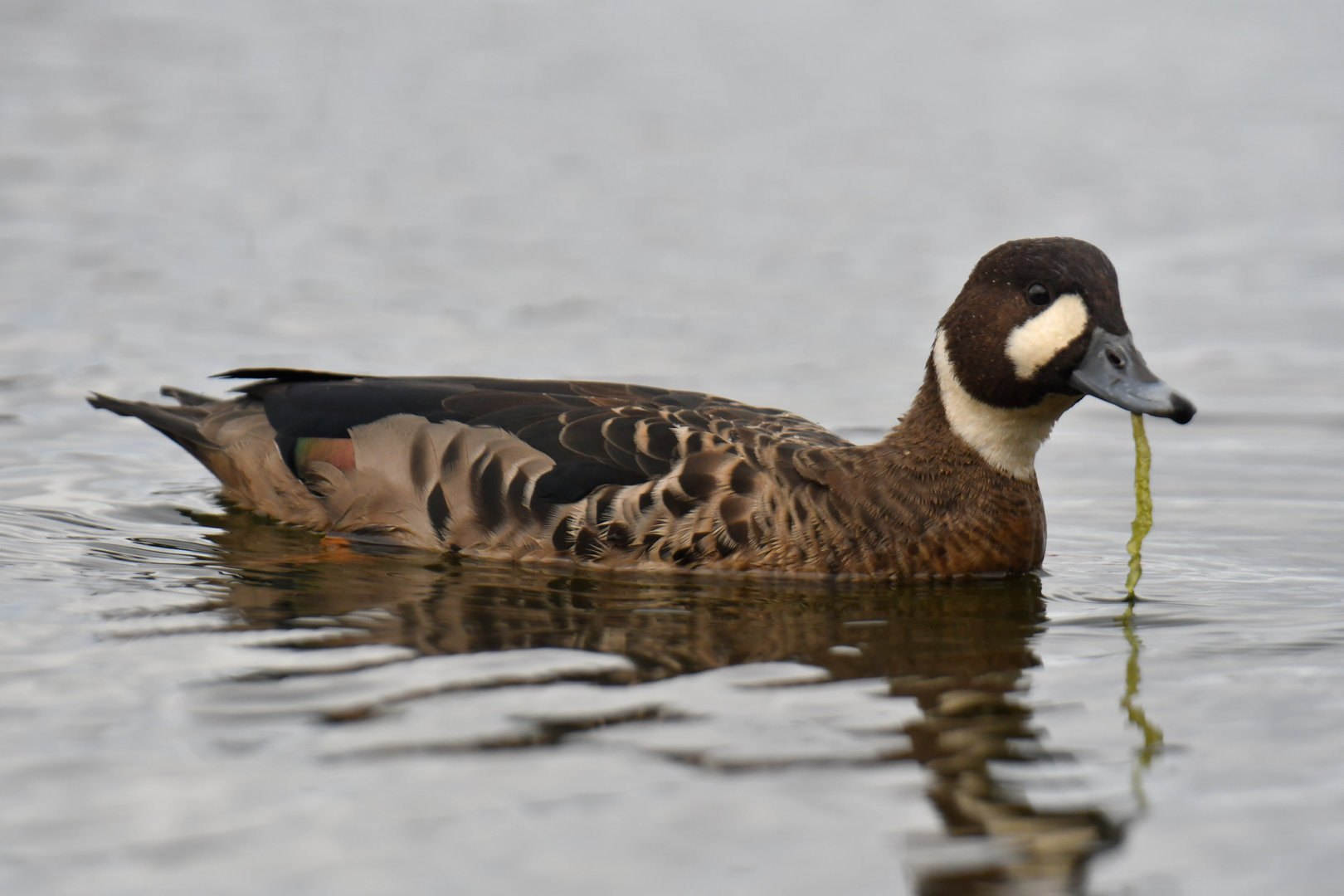 Spectacled Duck Speculanas specularis