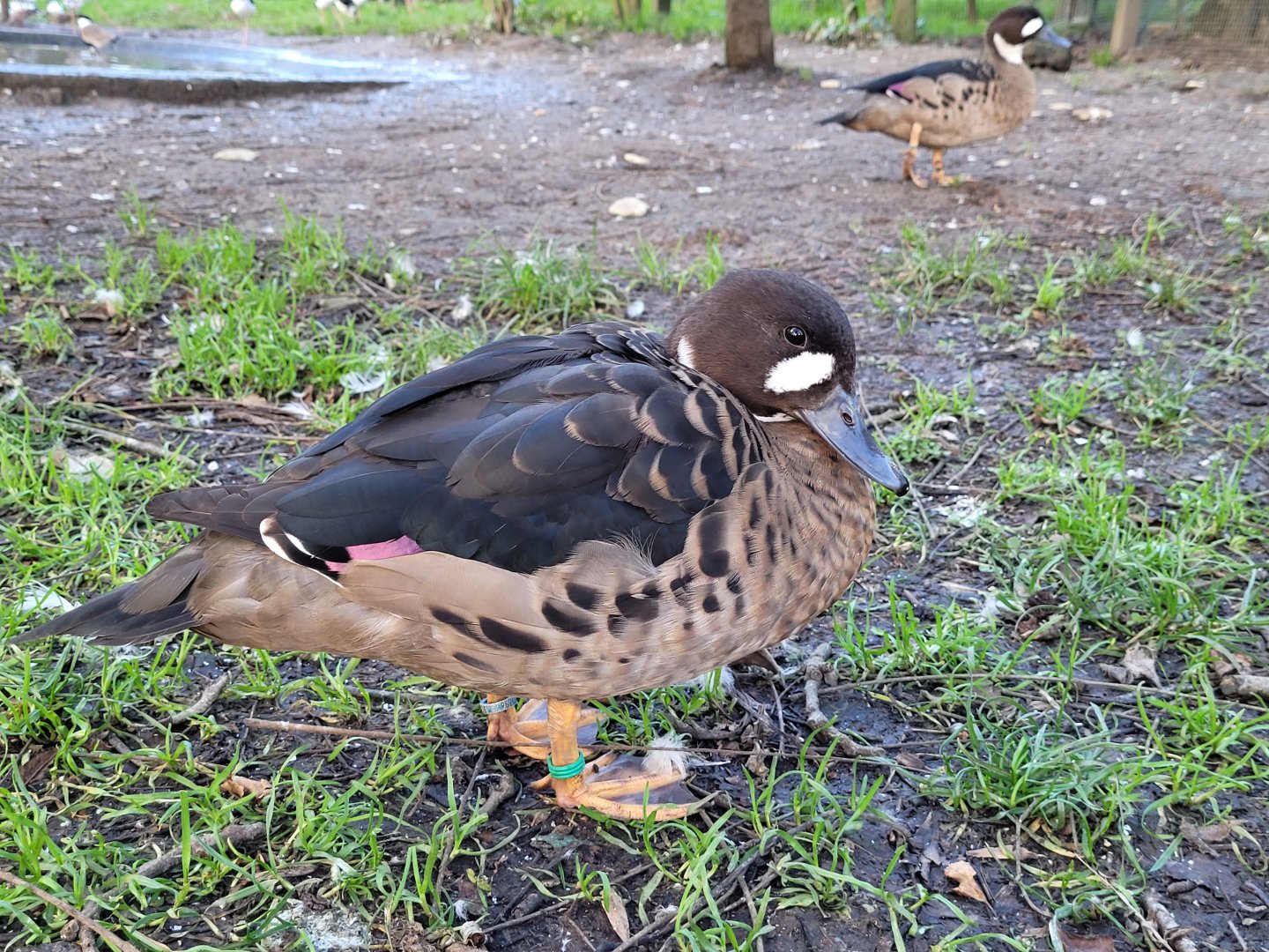 Spectacled duck -Zoo de Santillana del Mar (2023)