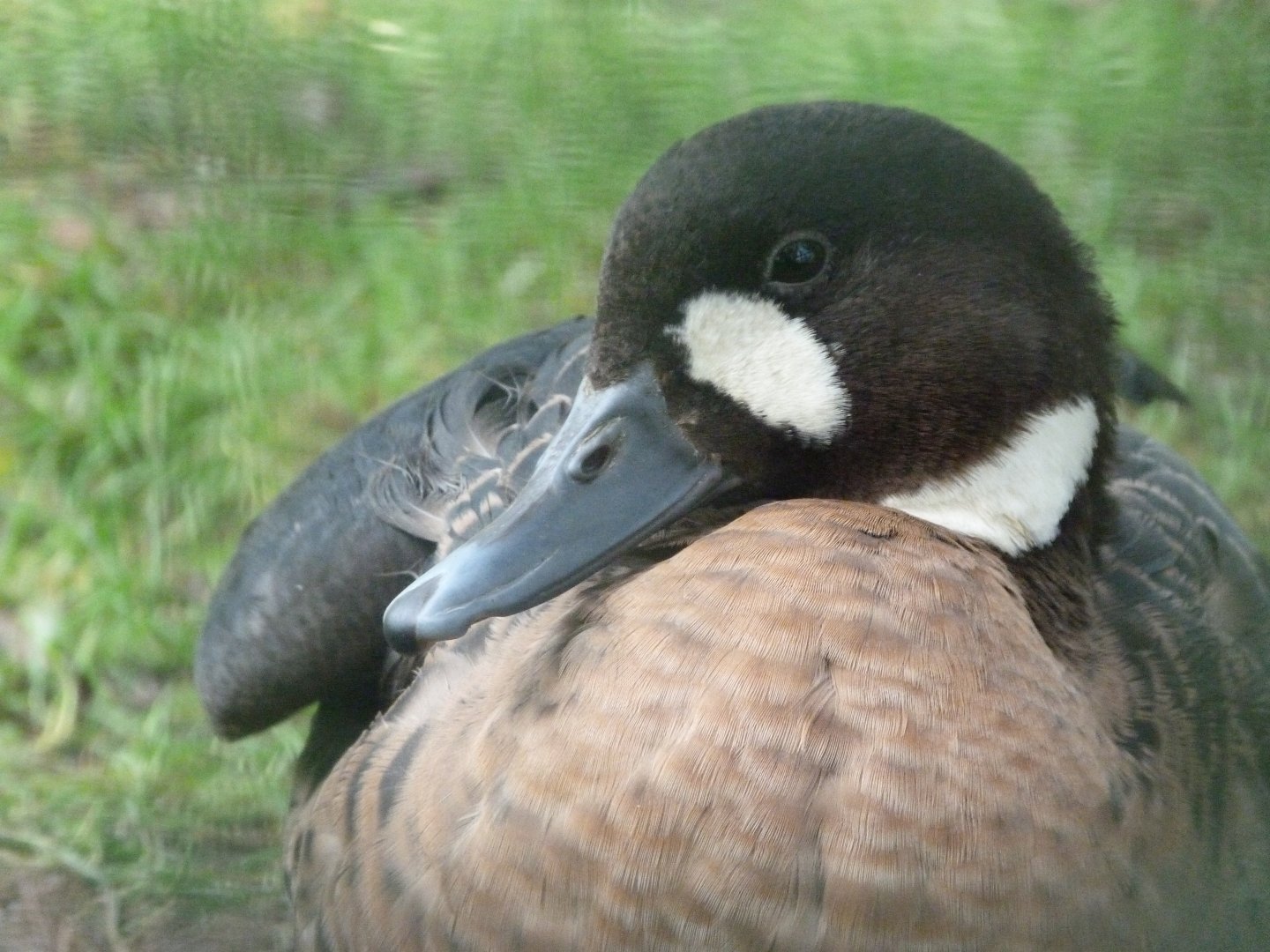 Spectacled duck -Zoo de Santillana del Mar (2024)