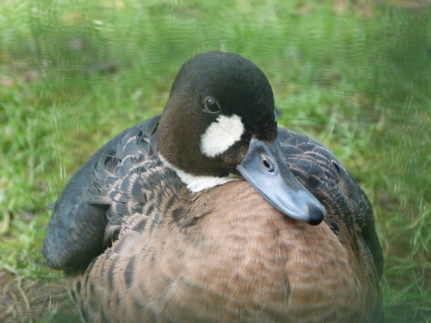 Spectacled duck -Zoo de Santillana del Mar (2024)