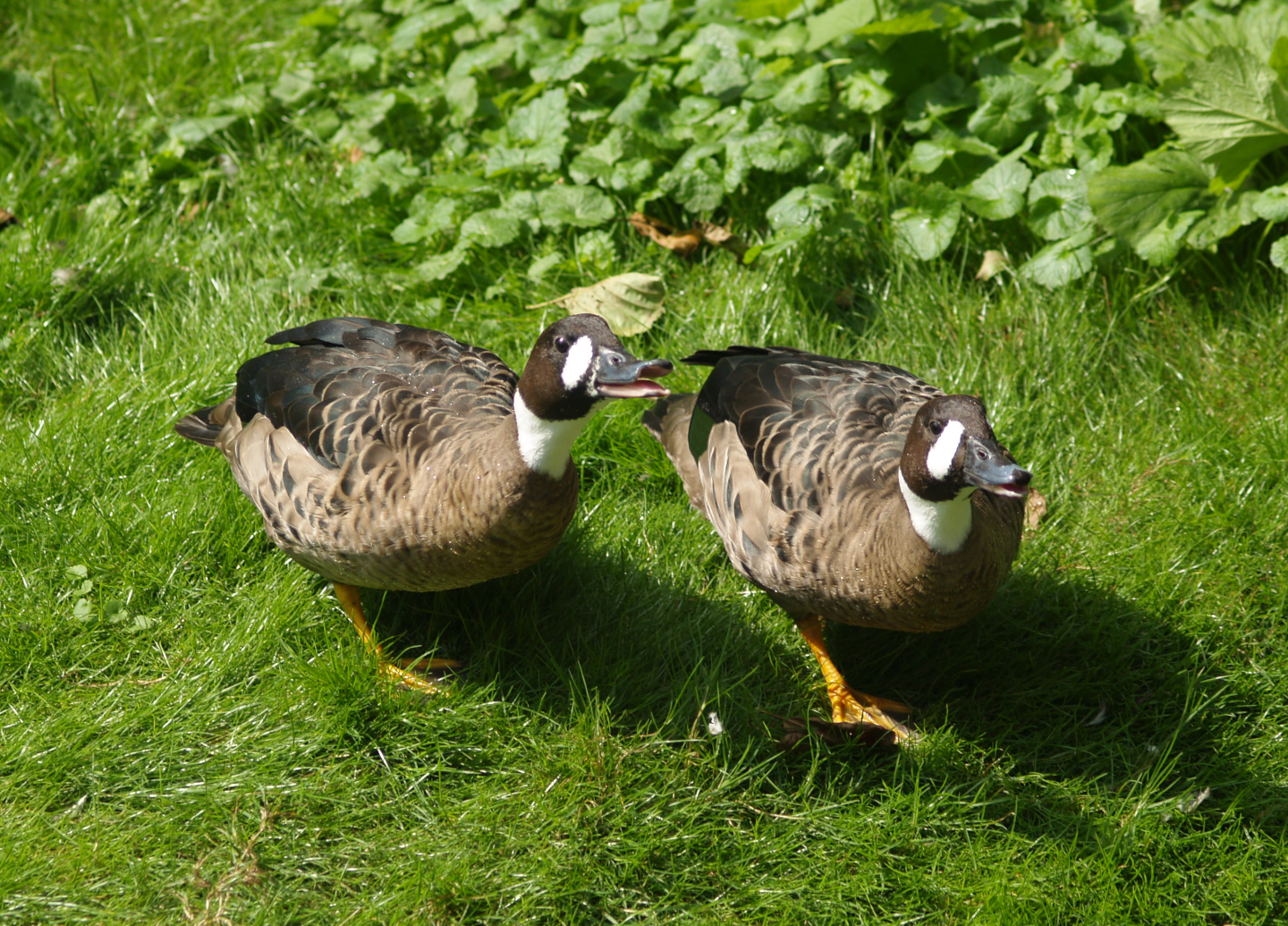 Spectacled ducks or Bronze-winged duck, (Speculanas specularis), 2006-08-23