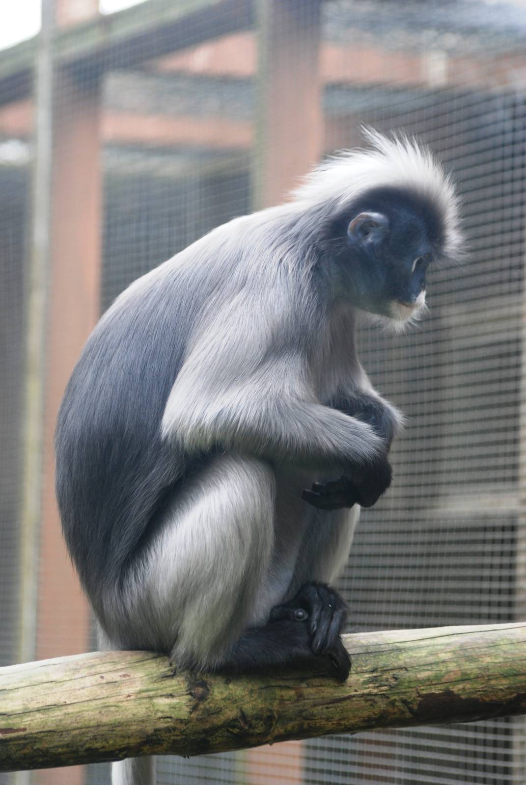 Spectacled (Dusky) Langur at Twycross, 01/07/12