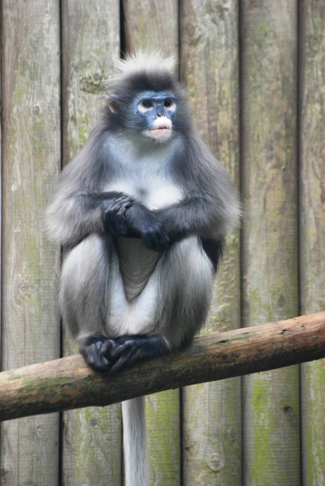 Spectacled (Dusky) Langur at Twycross, 01/07/12