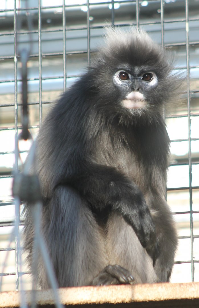 Spectacled - Dusky - langur