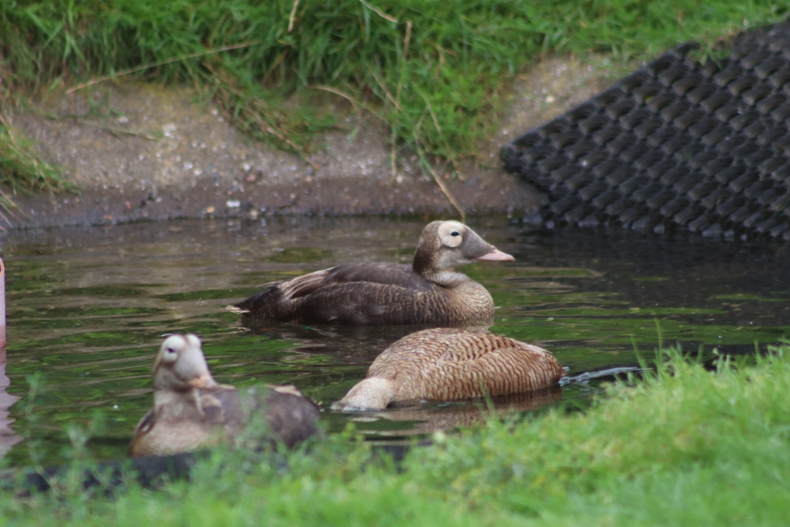 Spectacled Eider - 1 August 2020