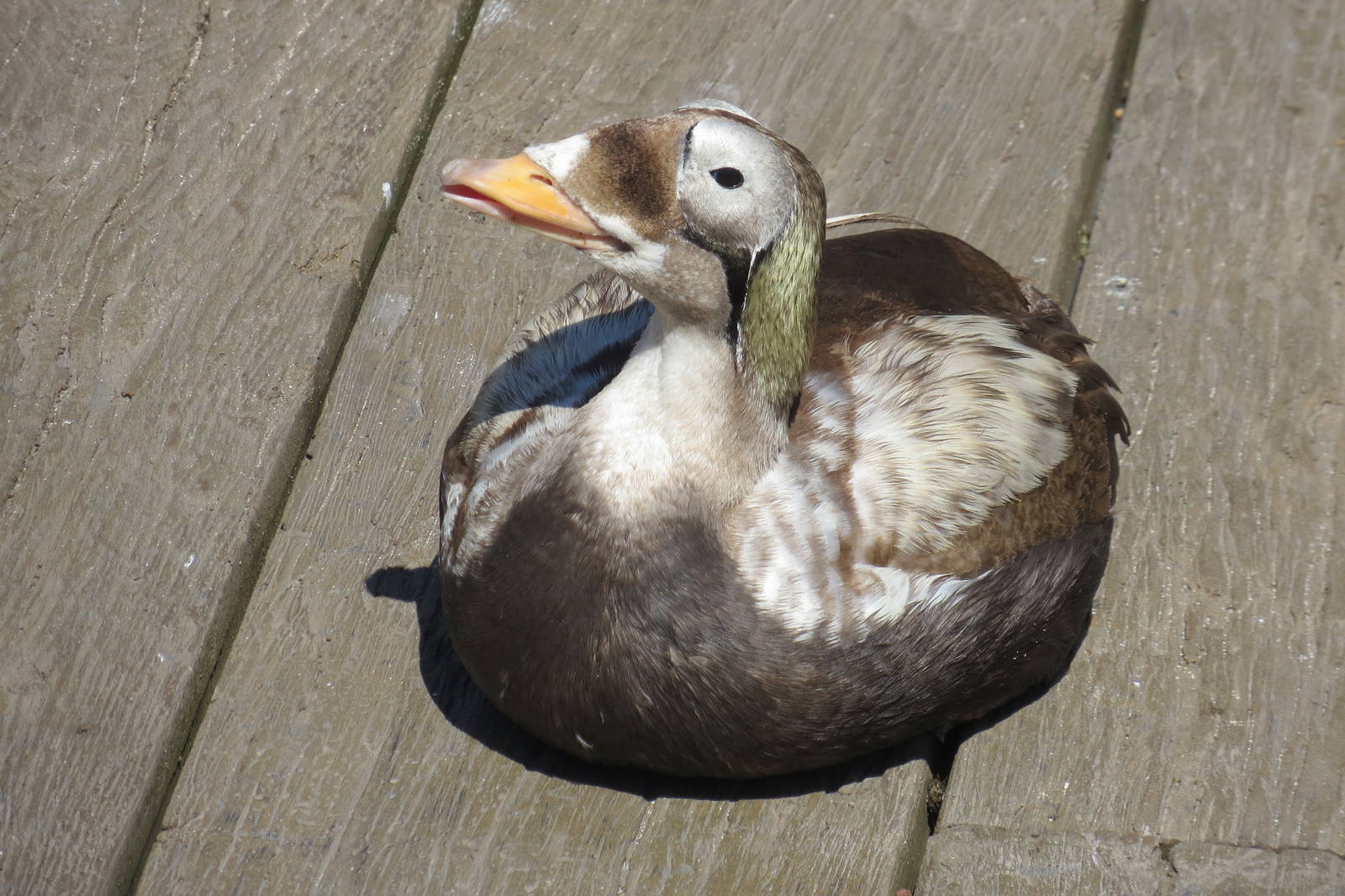 Spectacled Eider 160515