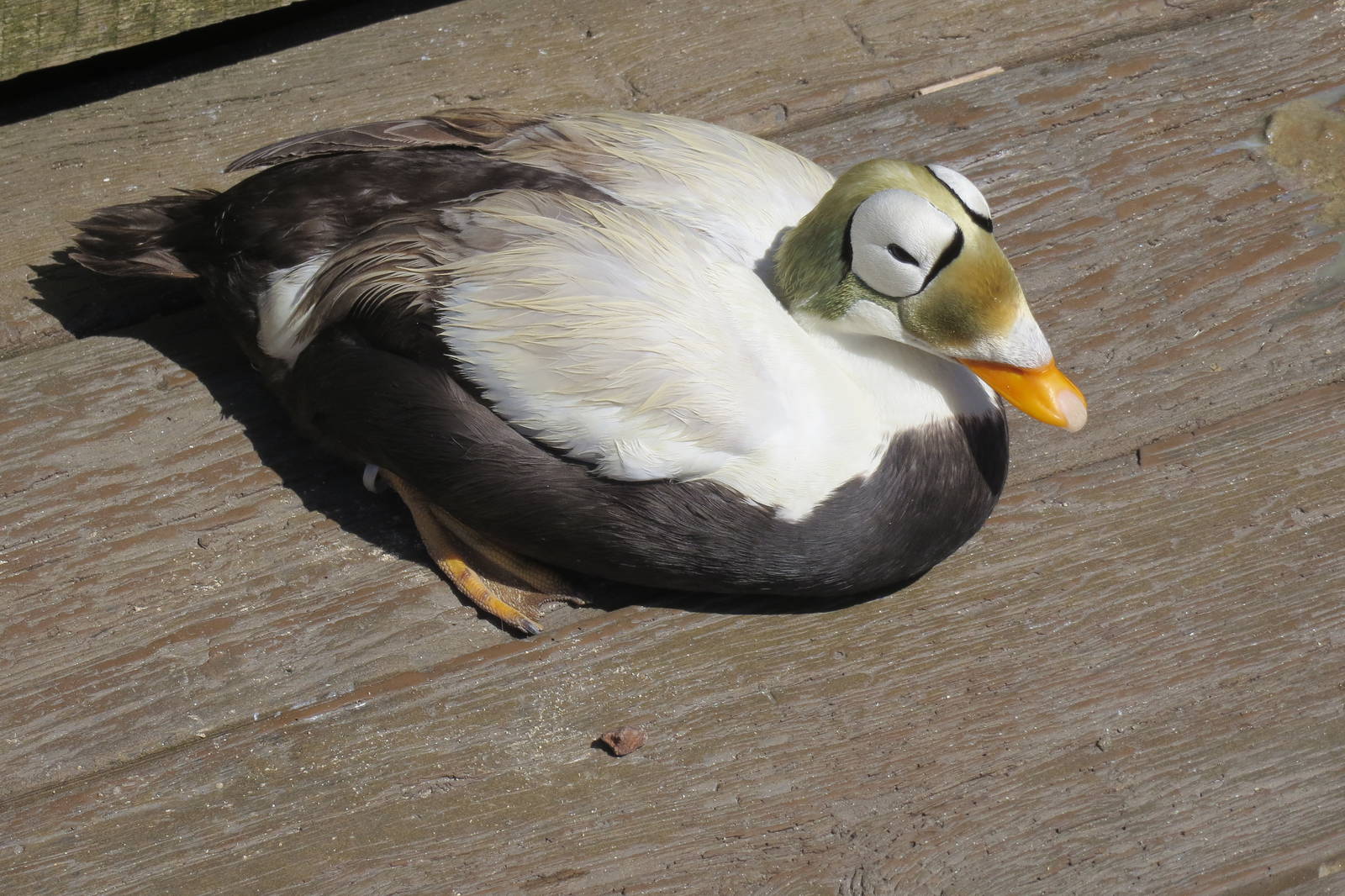 Spectacled Eider 160515