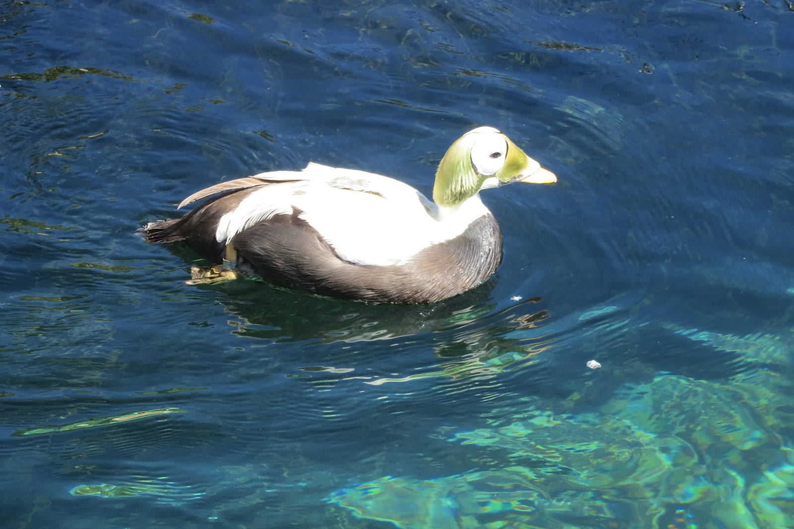 Spectacled Eider 160515