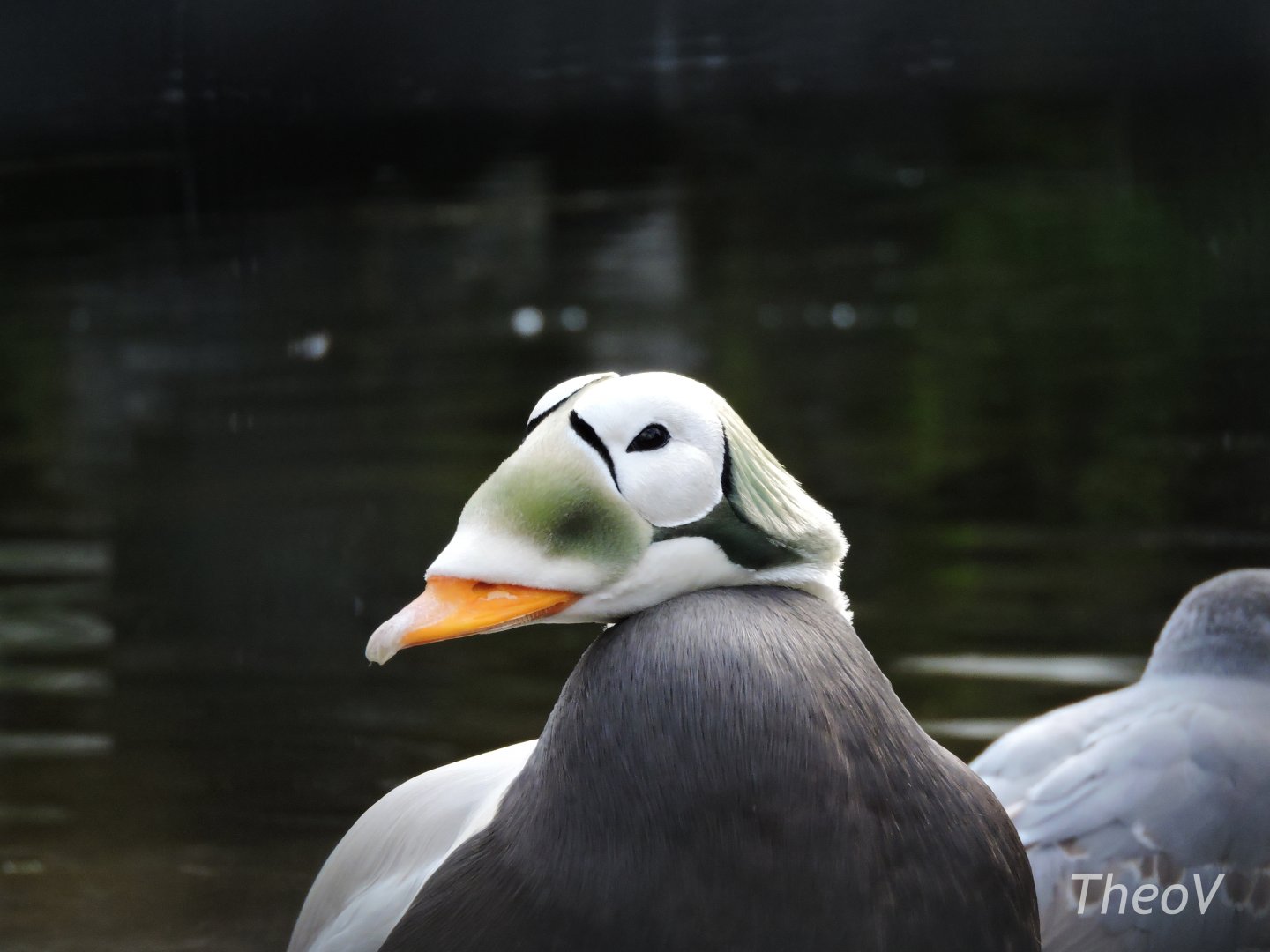 Spectacled eider [2017]