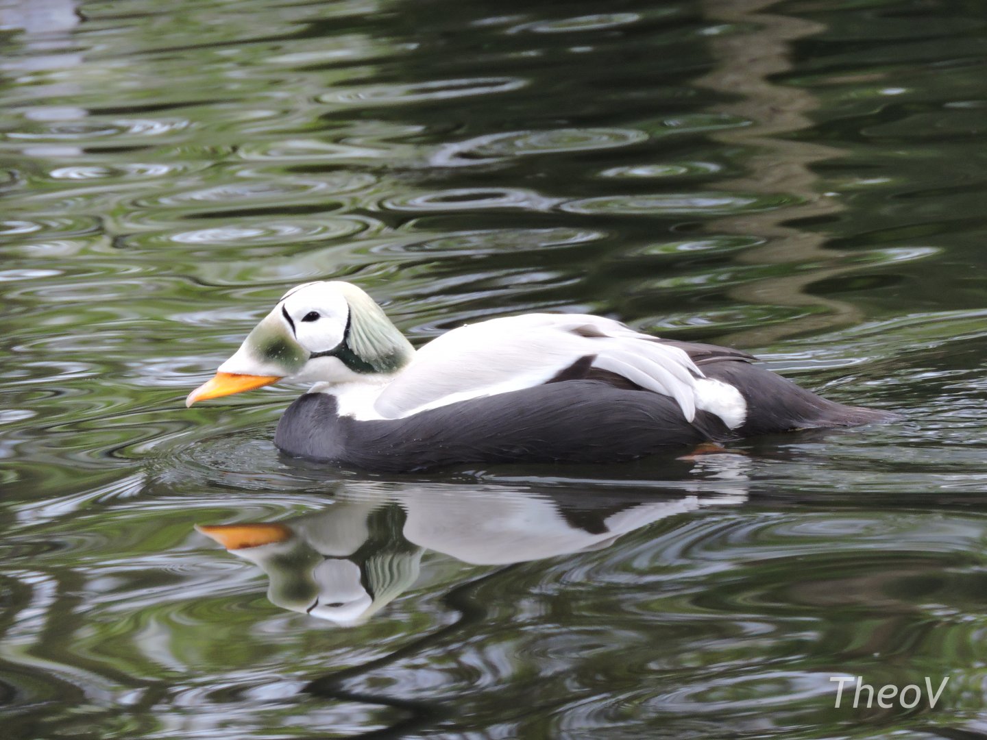 Spectacled eider [2017]