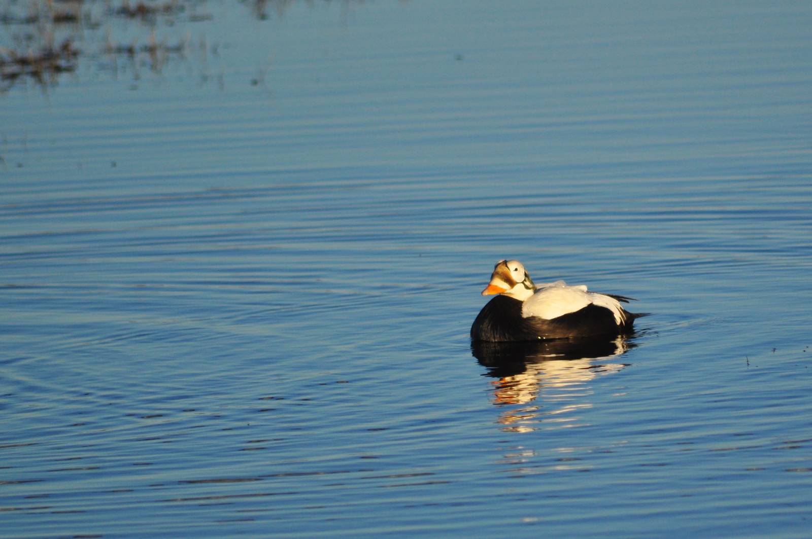 Spectacled Eider - Alaska
