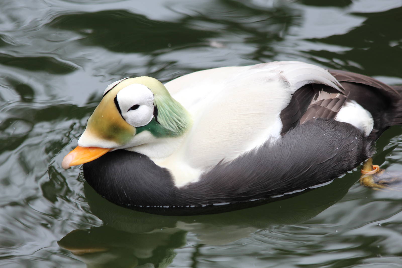 Spectacled Eider - Apr 2014