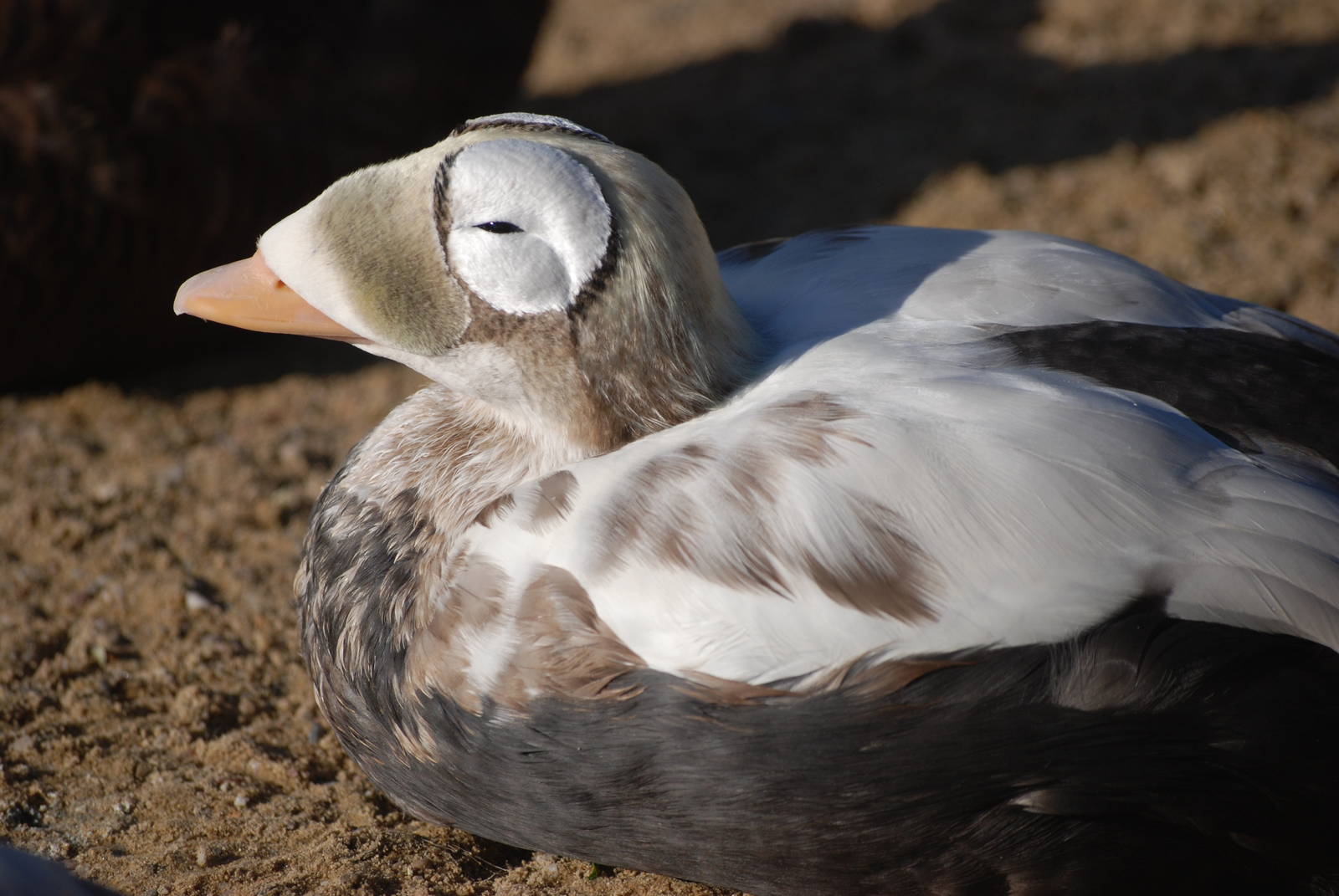 Spectacled Eider at Blackbrook, 28/10/11