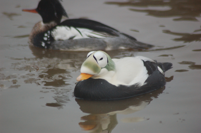 Spectacled eider, Blackbrook, 31.12.08