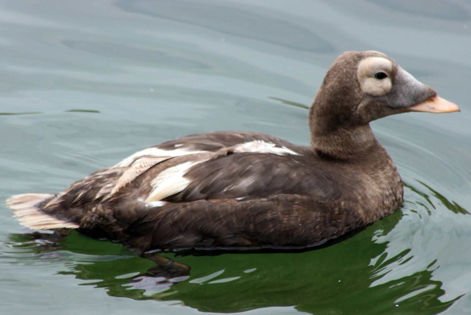 Spectacled eider; Blackbrook; 31st July 2011