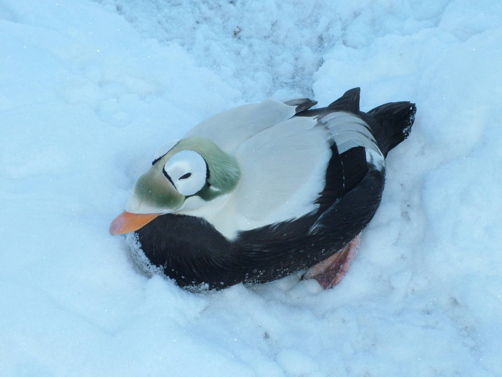 Spectacled Eider, Blackbrook in the Snow, 03/01/10