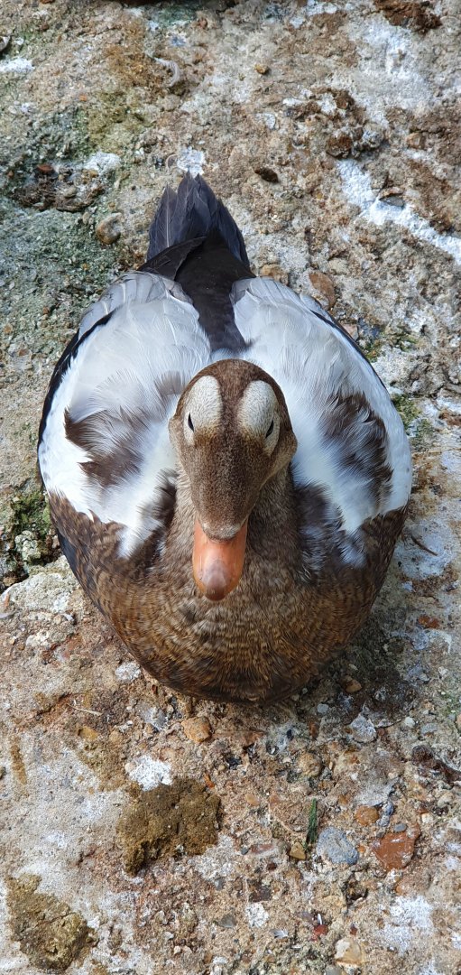 spectacled eider drake