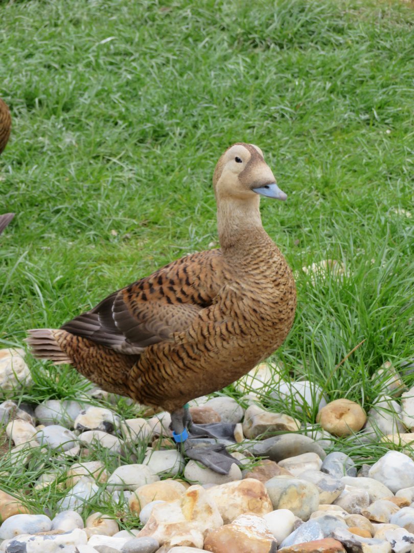 Spectacled Eider duck