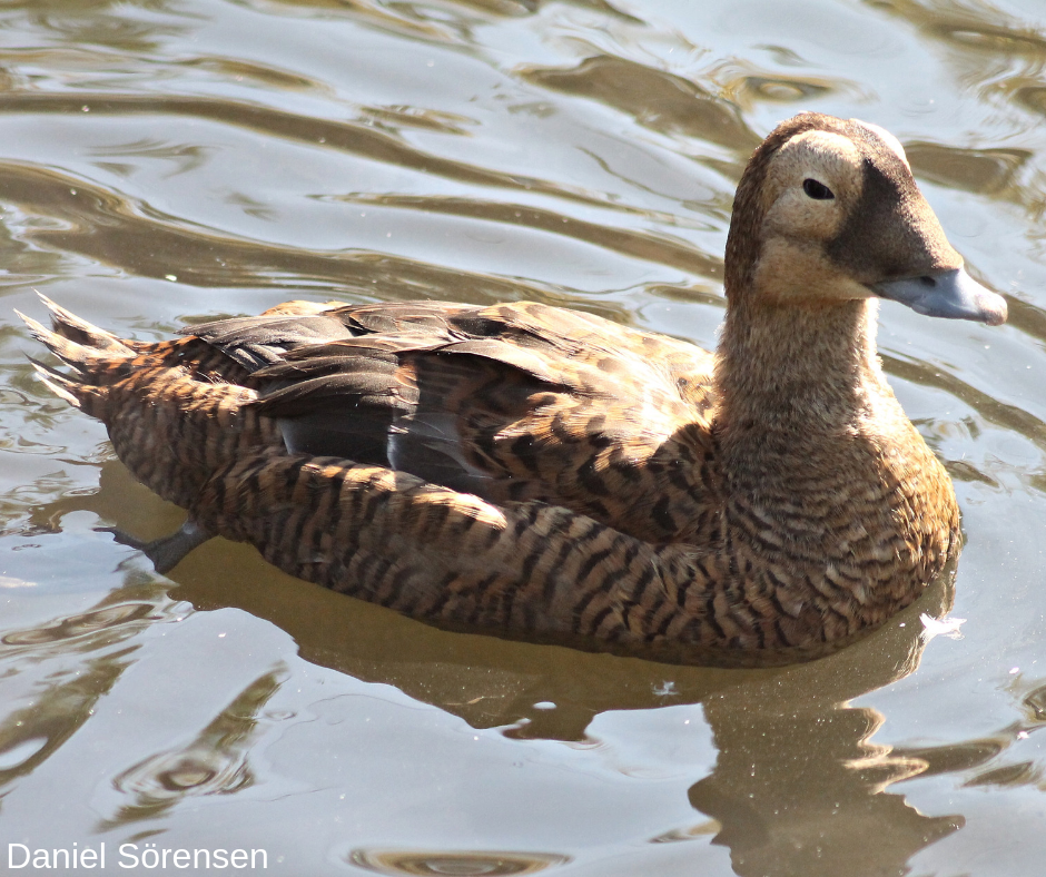Spectacled eider, female.