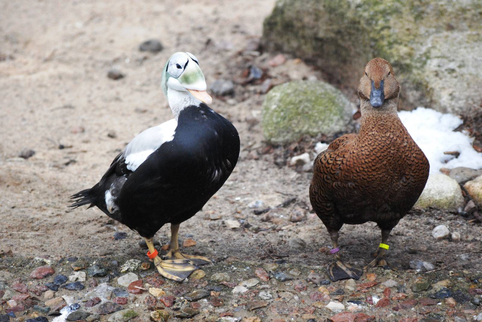 Spectacled Eider (m) and King Eider (f) at Walsrode, 22/03/13