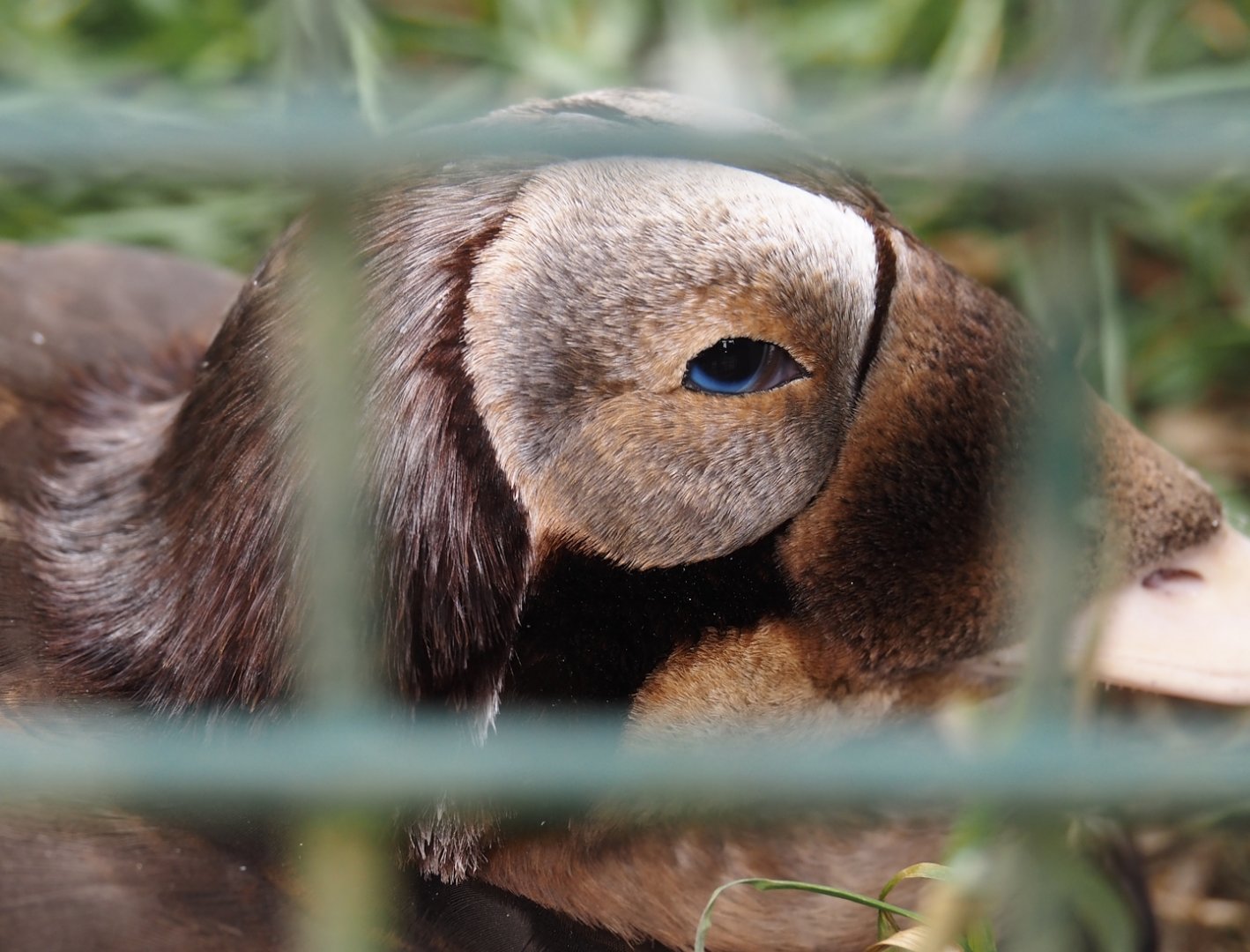 Spectacled eider (Somateria fischeri), 2024-05-21