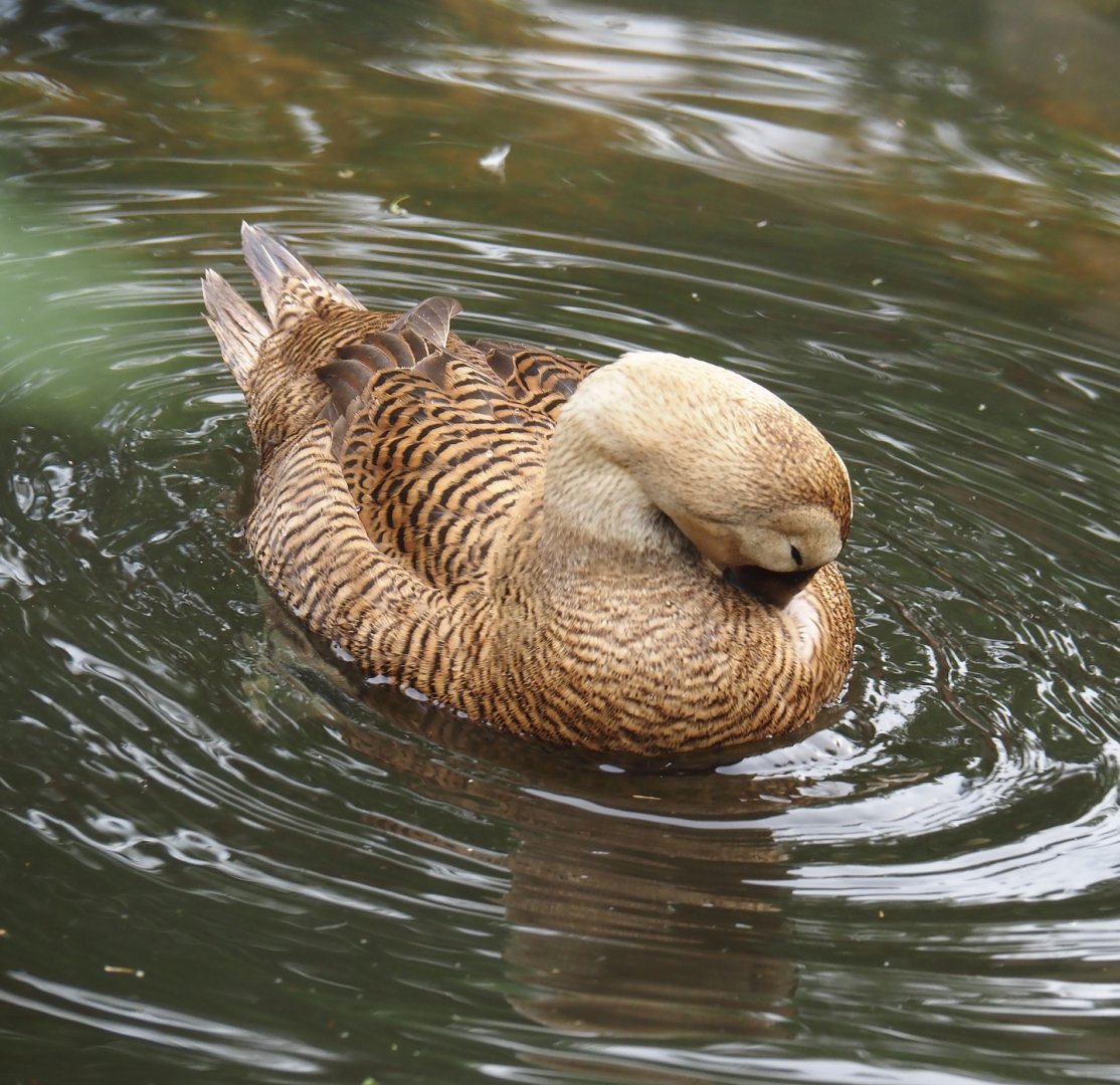 Spectacled eider (Somateria fischeri), 2024-05-21
