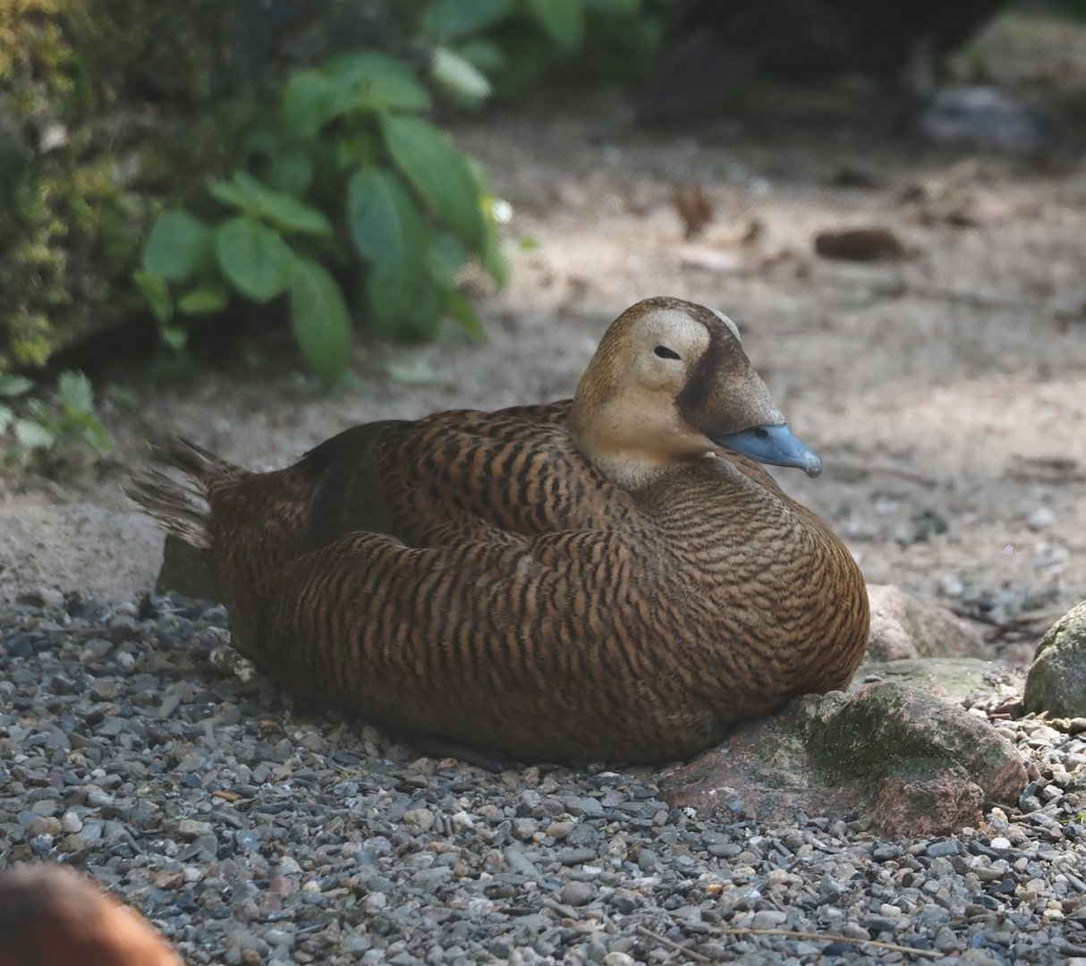 Spectacled eider (Somateria fischeri), 2024-05-23