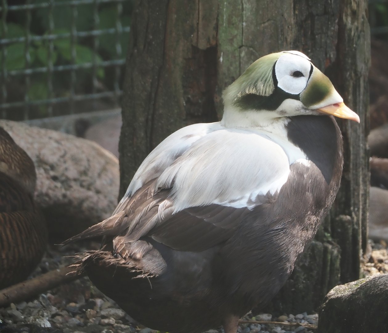 Spectacled eider (Somateria fischeri), 2024-05-23
