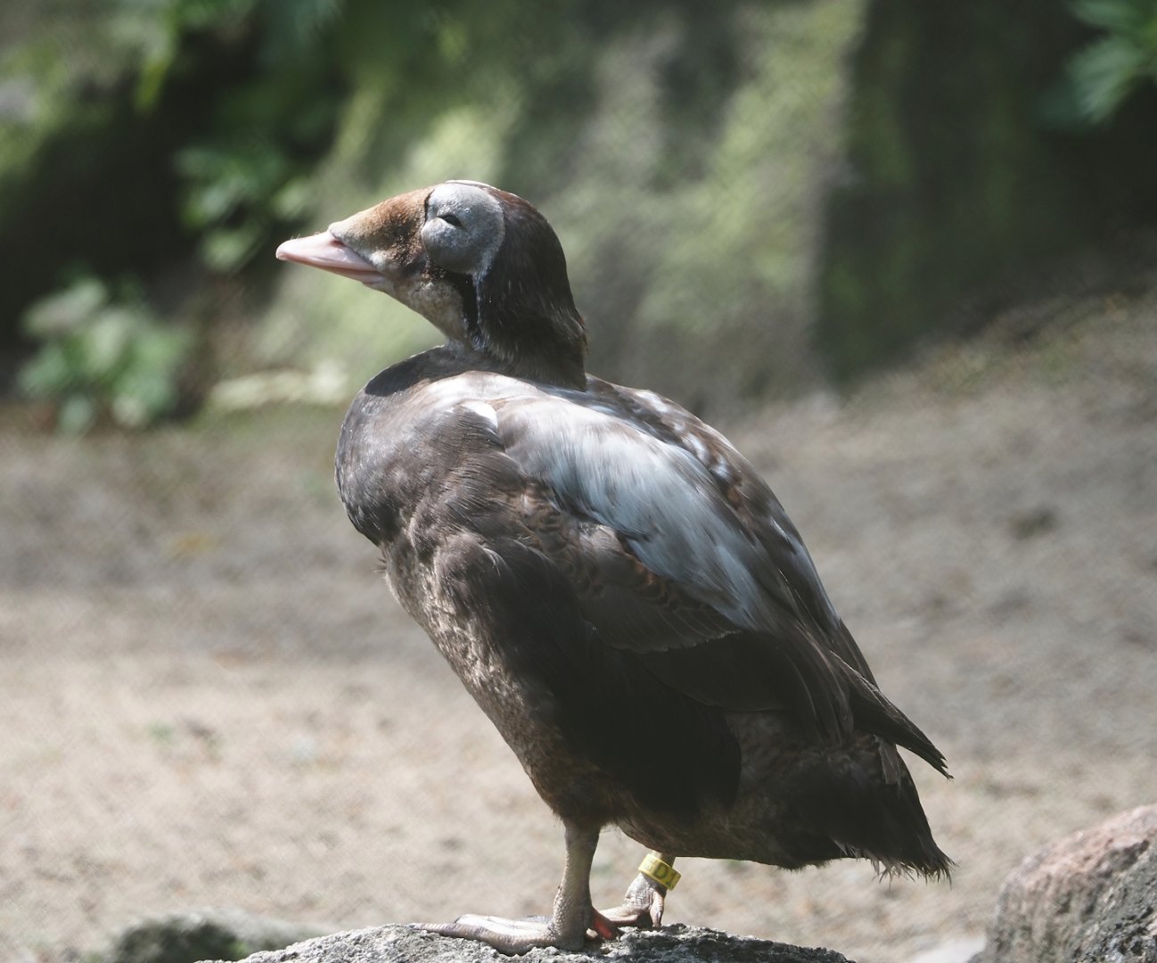Spectacled eider (Somateria fischeri), 2024-05-24