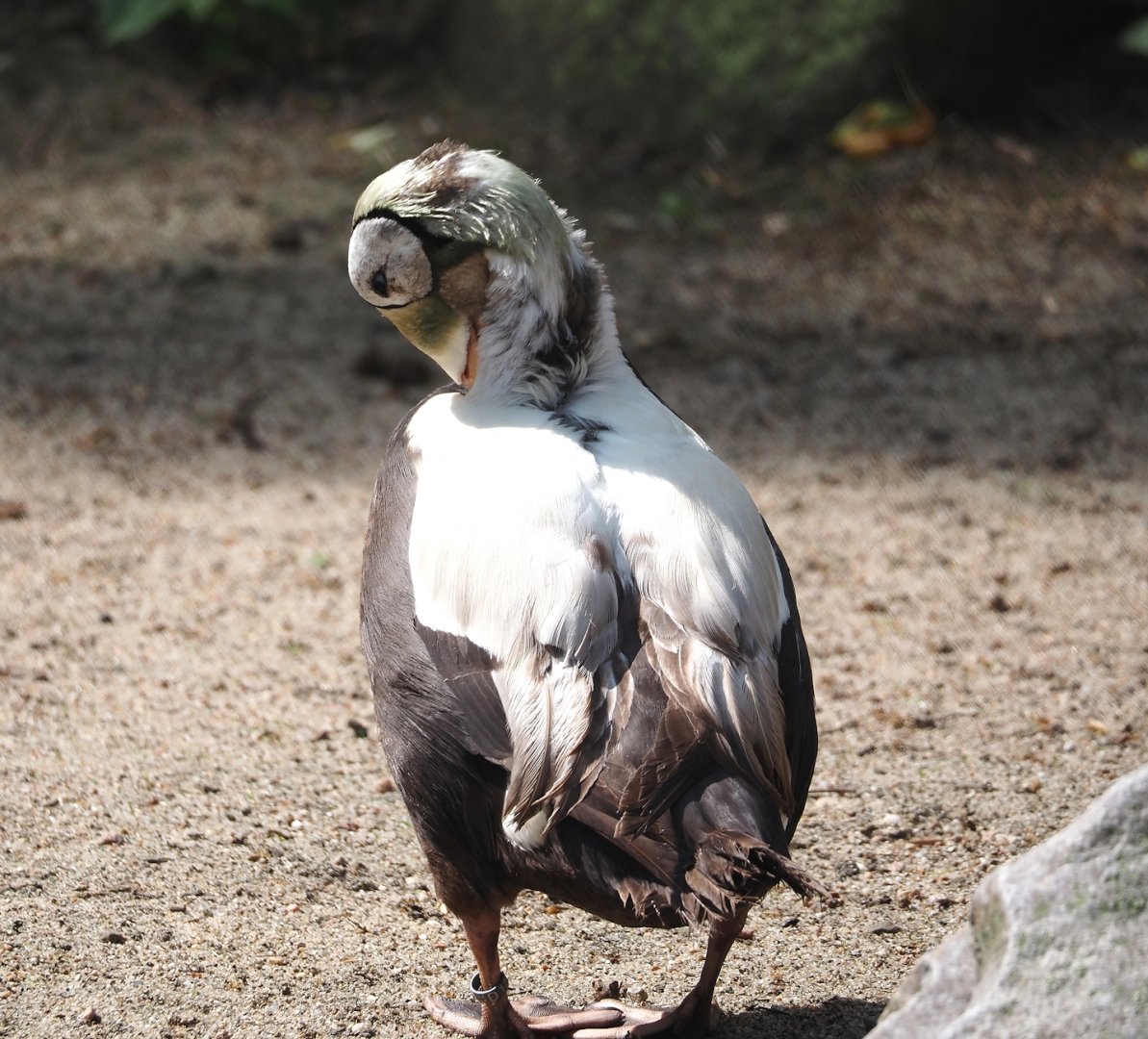 Spectacled eider (Somateria fischeri), 2024-05-24