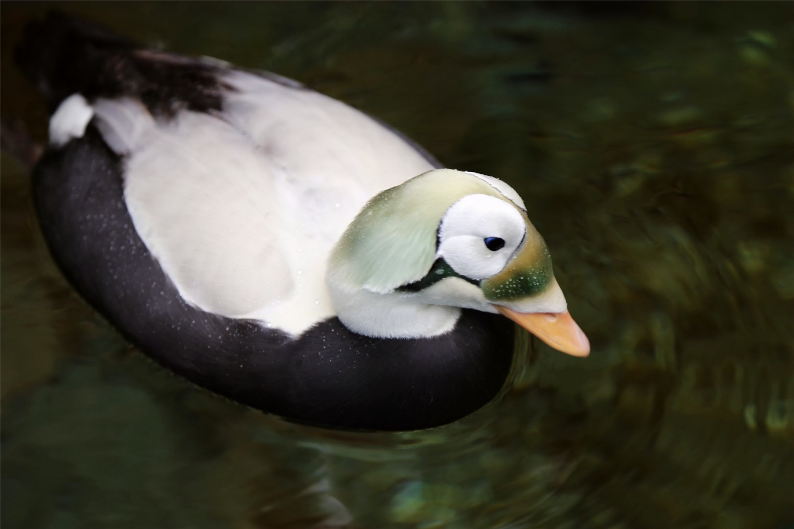 Spectacled Eider (Somateria fischeri), December 2015