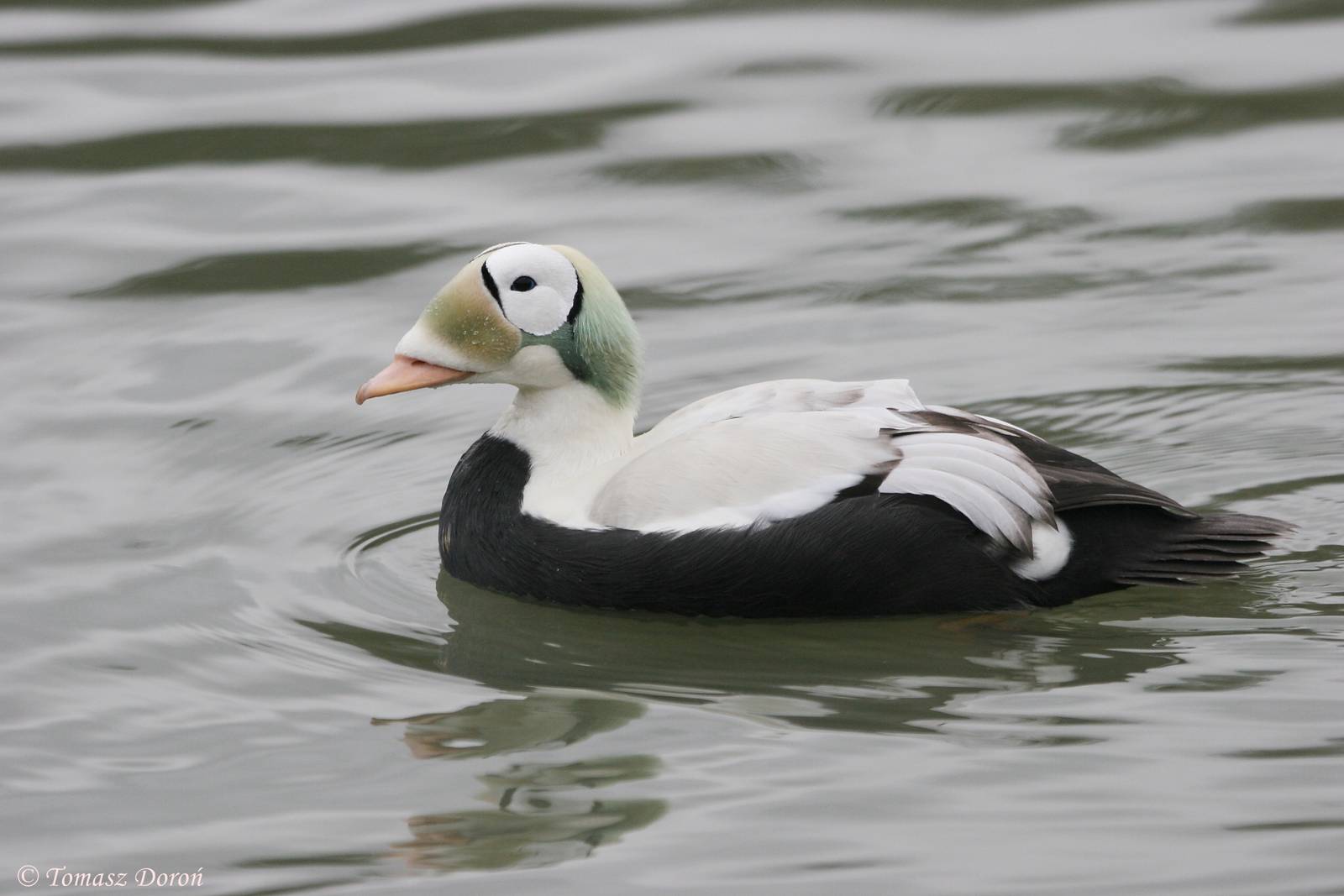 Spectacled Eider (Somateria fischeri)