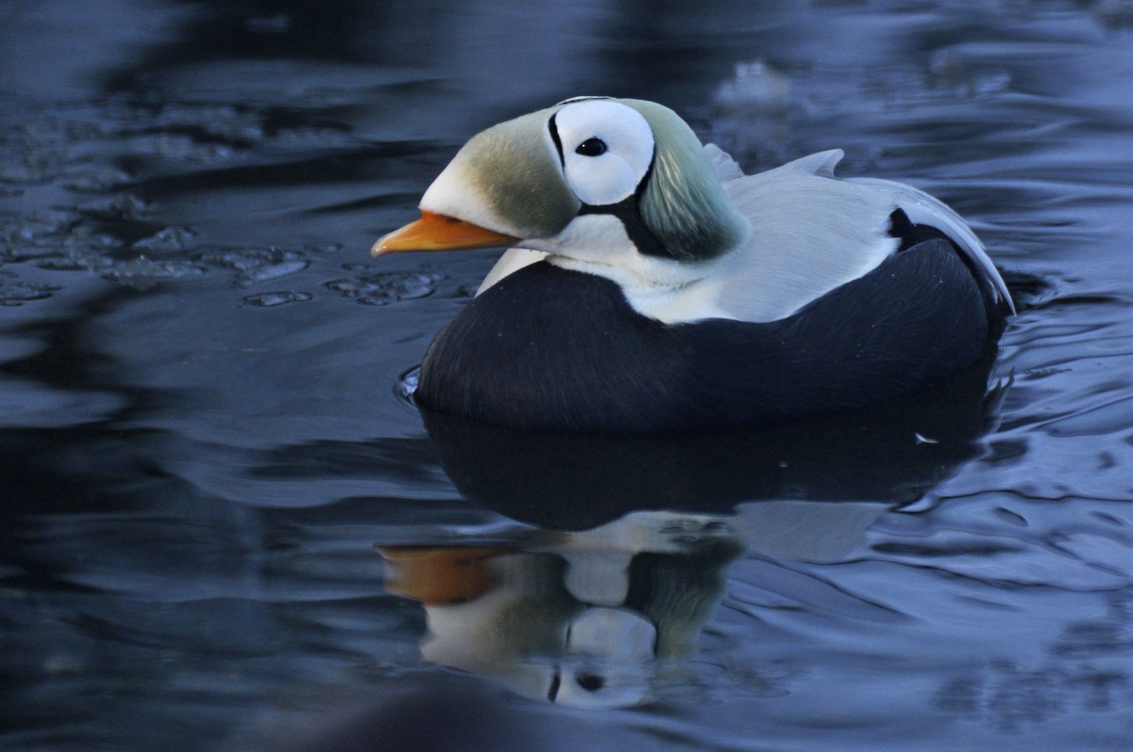 Spectacled eider (Somateria fischeri)