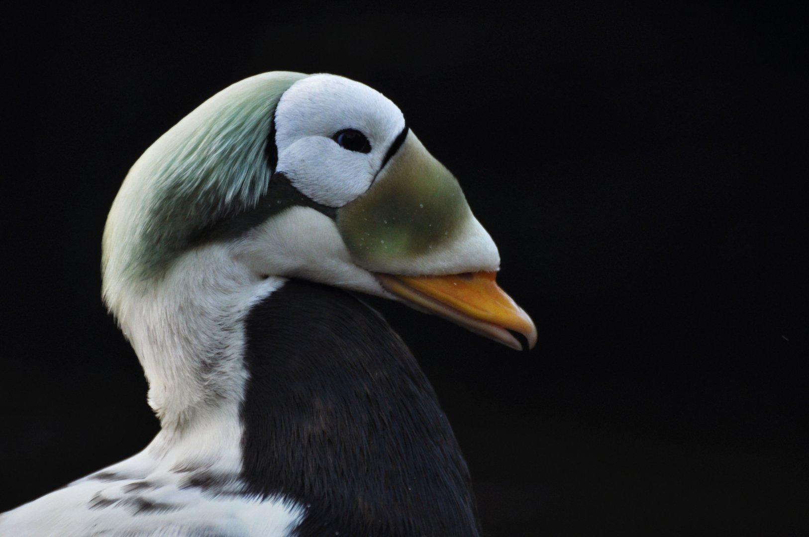 Spectacled eider (Somateria fischeri)