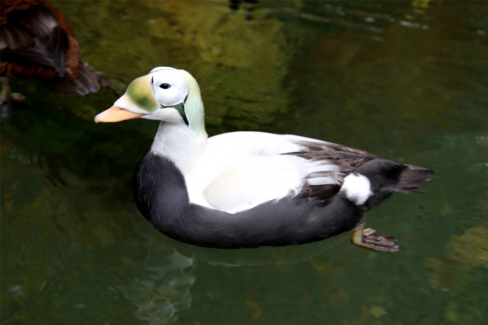 Spectacled Eider (Somateria fischeri)