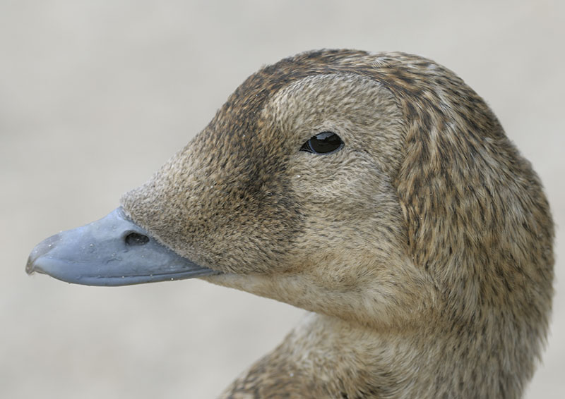 Spectacled eider