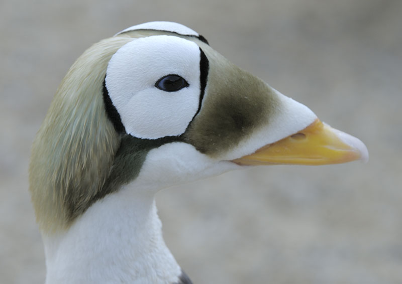 Spectacled eider