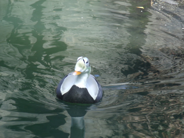Spectacled Eider