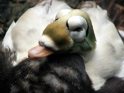 Spectacled Eider