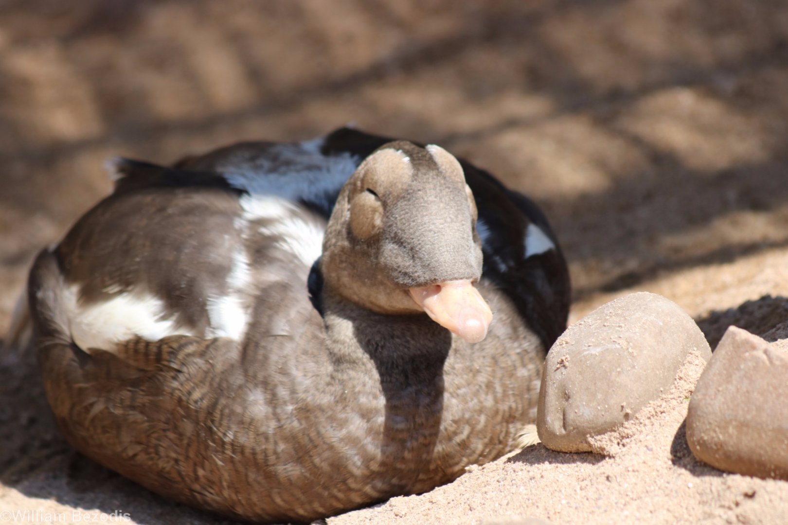 Spectacled Eider
