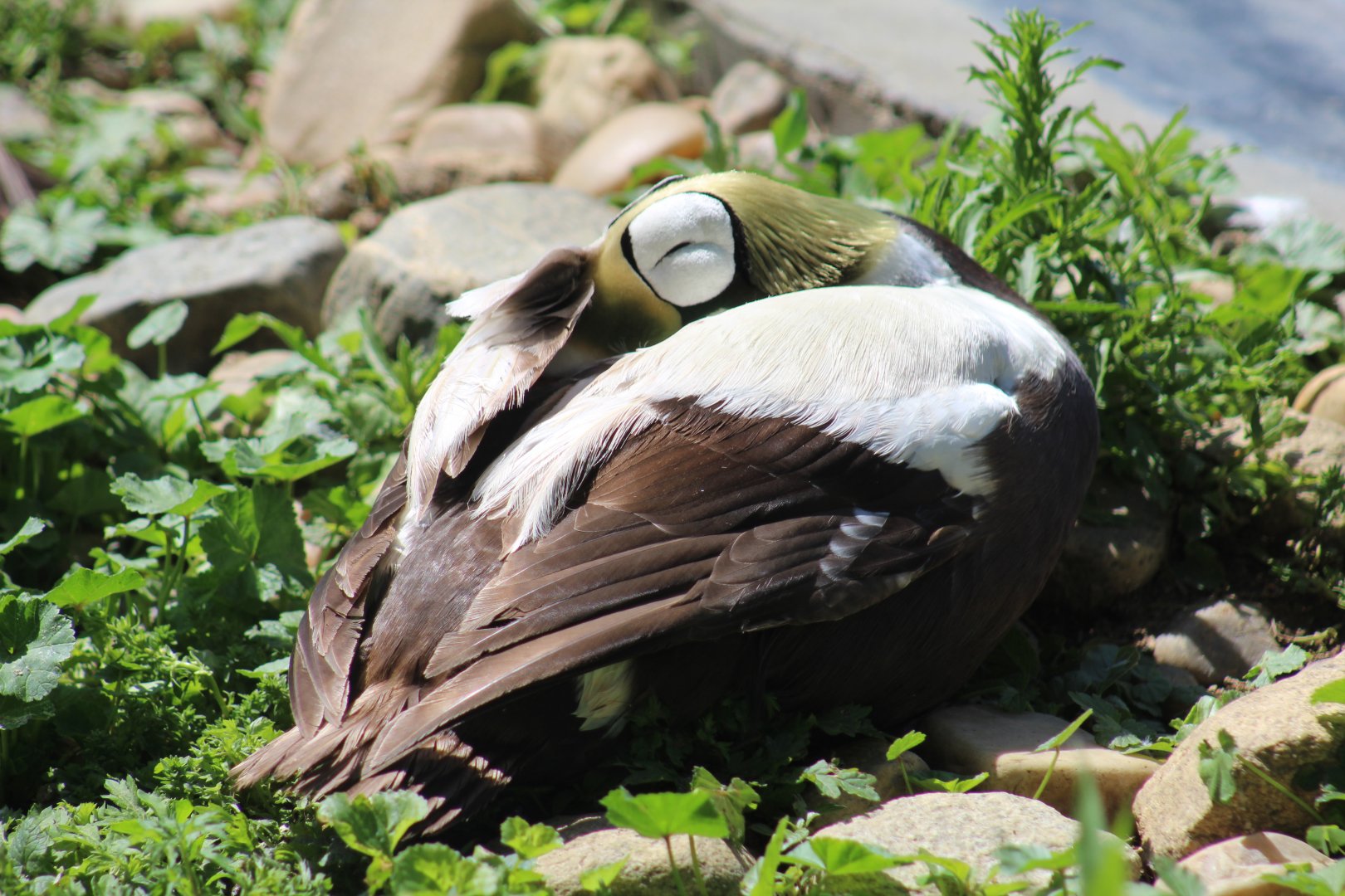 Spectacled Eider