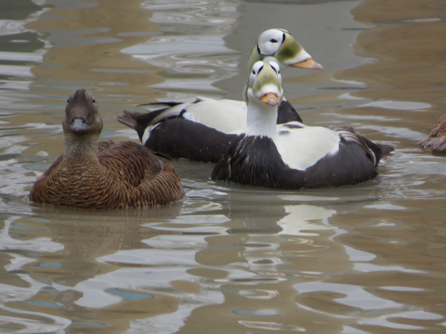 Spectacled Eider